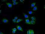 QDPR Antibody in Immunocytochemistry (ICC/IF)