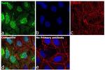 RAB9 Antibody in Immunocytochemistry (ICC/IF)