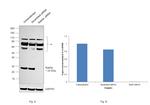 RAB9 Antibody in Western Blot (WB)