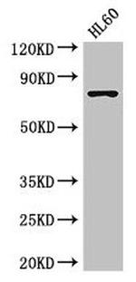 RARS Antibody in Western Blot (WB)