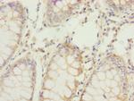 REC8 Antibody in Immunohistochemistry (Paraffin) (IHC (P))