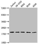 RPL24 Antibody in Western Blot (WB)