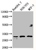 RPL7A Antibody in Western Blot (WB)