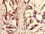 MSK2 Antibody in Immunohistochemistry (Paraffin) (IHC (P))