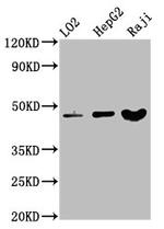 SERPINB2 Antibody in Western Blot (WB)