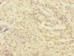 SERPINB6 Antibody in Immunohistochemistry (Paraffin) (IHC (P))