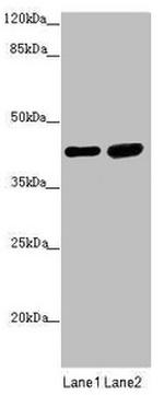 SERPINB6 Antibody in Western Blot (WB)