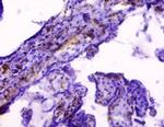 HLA-G Antibody in Immunohistochemistry (Paraffin) (IHC (P))