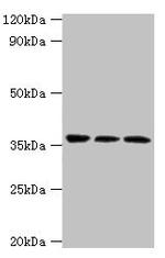 CRACC Antibody in Western Blot (WB)