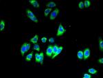 SLC35B1 Antibody in Immunocytochemistry (ICC/IF)