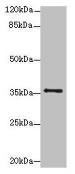 SLC35B1 Antibody in Western Blot (WB)