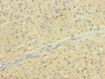 SLCO2B1 Antibody in Immunohistochemistry (Paraffin) (IHC (P))