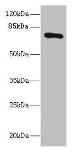 SLCO2B1 Antibody in Western Blot (WB)