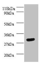 14-3-3 eta Antibody in Western Blot (WB)