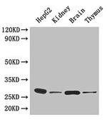 14-3-3 eta Antibody in Western Blot (WB)