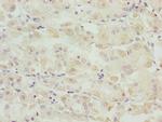 SNAP29 Antibody in Immunohistochemistry (Paraffin) (IHC (P))