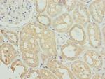 SNAP29 Antibody in Immunohistochemistry (Paraffin) (IHC (P))