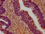 SUSD5 Antibody in Immunohistochemistry (Paraffin) (IHC (P))