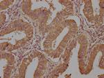 Neurokinin A Antibody in Immunohistochemistry (Paraffin) (IHC (P))