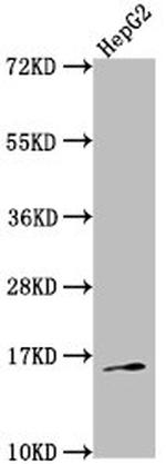 Neurokinin A Antibody in Western Blot (WB)