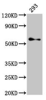 TFE3 Antibody in Western Blot (WB)