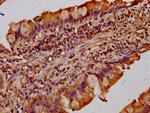 TMF1 Antibody in Immunohistochemistry (Paraffin) (IHC (P))