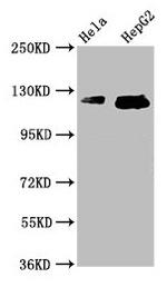 TMF1 Antibody in Western Blot (WB)