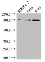 A20 Antibody in Western Blot (WB)