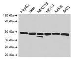 ENO1 Antibody in Western Blot (WB)