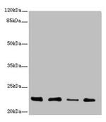 TNFAIP8 Antibody in Western Blot (WB)