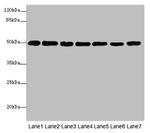 beta Tubulin Antibody in Western Blot (WB)