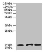 UBE2D1 Antibody in Western Blot (WB)