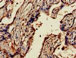 UBE2V2 Antibody in Immunohistochemistry (Paraffin) (IHC (P))