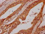 UMODL1 Antibody in Immunohistochemistry (Paraffin) (IHC (P))