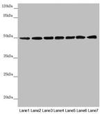 UQCRC1 Antibody in Western Blot (WB)