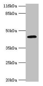 USP12 Antibody in Western Blot (WB)