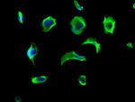 VASN Antibody in Immunocytochemistry (ICC/IF)