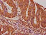 VASN Antibody in Immunohistochemistry (Paraffin) (IHC (P))