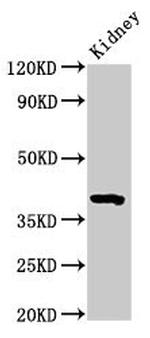 WNT3 Antibody in Western Blot (WB)