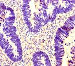 14-3-3 gamma Antibody in Immunohistochemistry (Paraffin) (IHC (P))