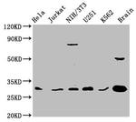 14-3-3 gamma Antibody in Western Blot (WB)