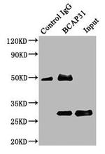 BAP31 Antibody in Western Blot (WB)