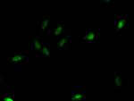 C1D Antibody in Immunocytochemistry (ICC/IF)