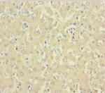 C1D Antibody in Immunohistochemistry (Paraffin) (IHC (P))