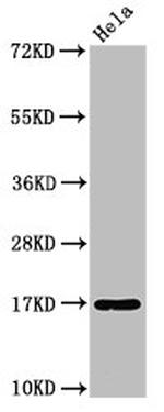 C1D Antibody in Western Blot (WB)