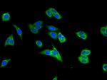 MEK2 Antibody in Immunocytochemistry (ICC/IF)