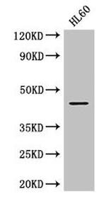 MEK2 Antibody in Western Blot (WB)