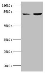 ACSL4 Antibody in Western Blot (WB)