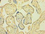 Cytochrome P450 Reductase Antibody in Immunohistochemistry (Paraffin) (IHC (P))