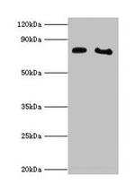 Cytochrome P450 Reductase Antibody in Western Blot (WB)